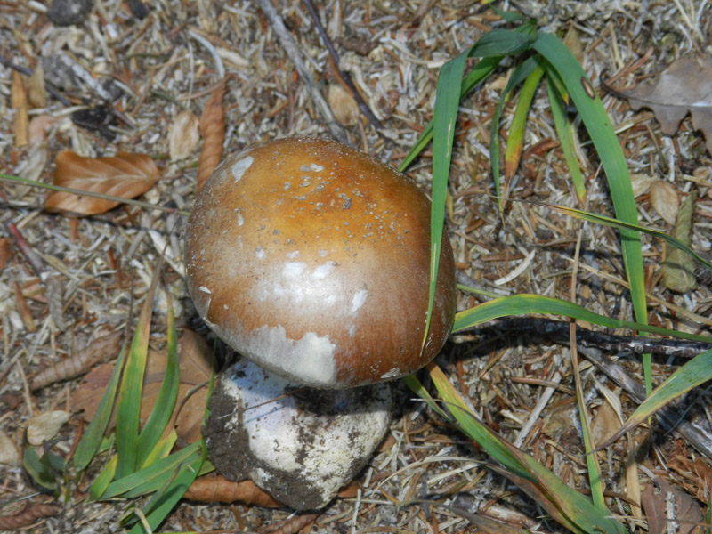 ritrovamento di fine settembre